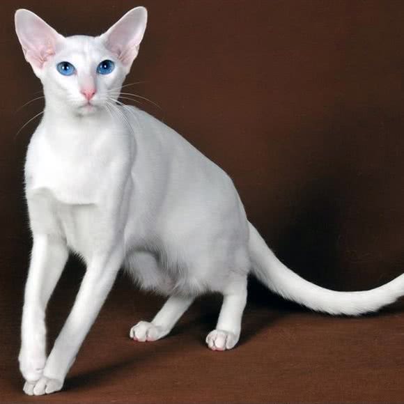 暖心猫咪撸猫吧:巴彦淖尔市临河区