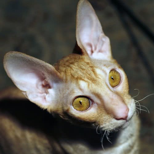 大橘猫宠物馆:合肥市新站区