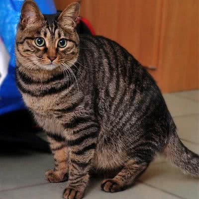 假日与猫:福州市闽侯县闽侯县附近