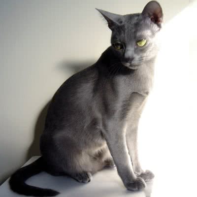 野狼猫舍联盟(白佛店):石家庄市裕华区白佛附近