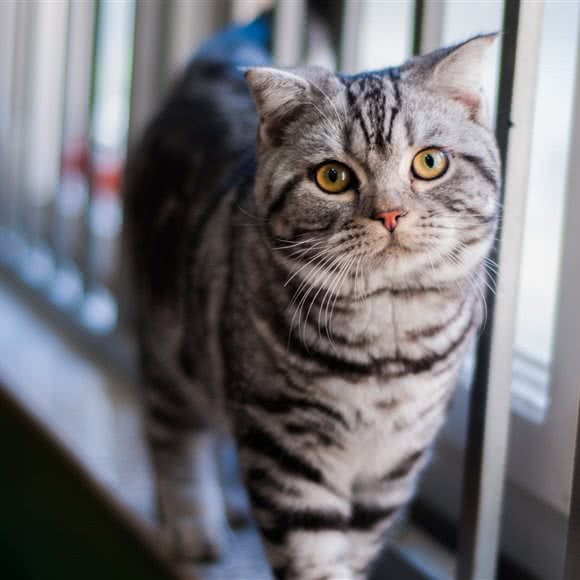 Oni cattery饭团猫舍:武汉市江夏区纸坊附近
