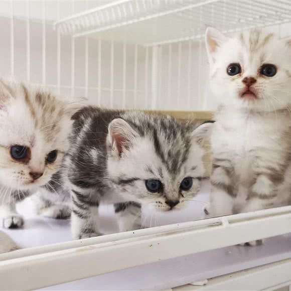 猫臣宠物用品店:郑州市金水区曼哈顿广场/英协路附近