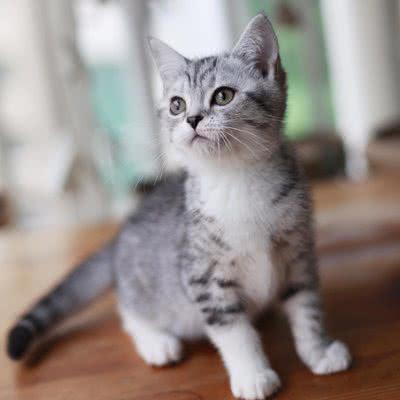 猫先生猫舍:金华市婺城区
