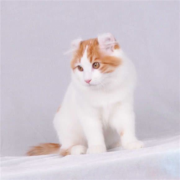 猫宁猫咪:南京市浦口区弘阳广场/印象汇附近