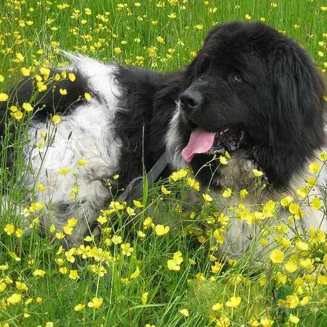 彤鑫犬业:沈阳市铁西区重工街沿线附近