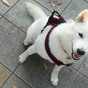 爱贝宠物坊:石家庄市新乐市