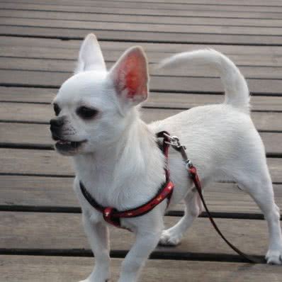 康蒙犬舍:沈阳市康平县