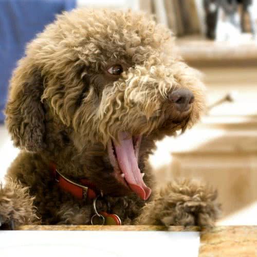 银秋犬舍:秦皇岛市海港区海阳路附近