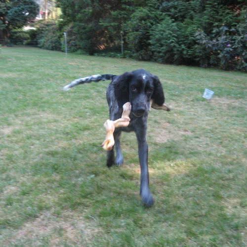 犬友会生活会馆:郑州市巩义市
