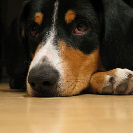 犬心犬意:无锡市新吴区