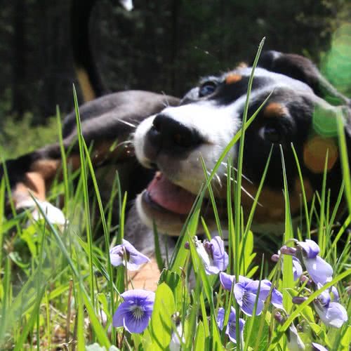 派得泽熹犬舍:南京市江宁区开发区附近