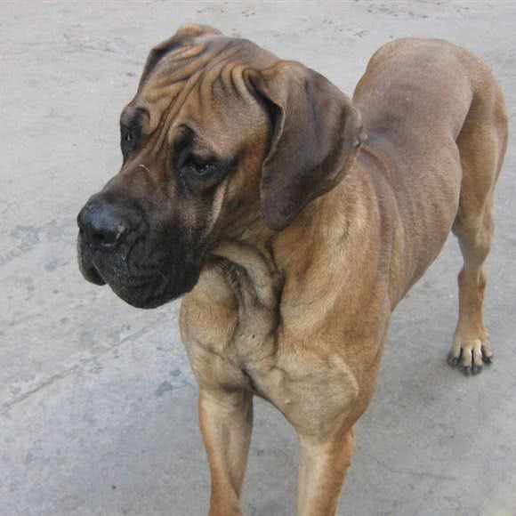 柴大人犬舍:廊坊市广阳区