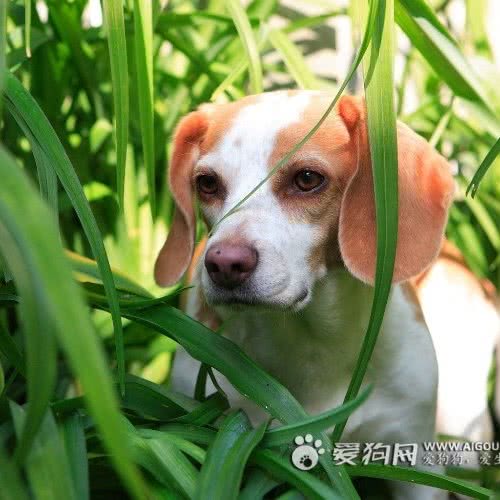 正定镇畜牧兽医站:石家庄市正定县