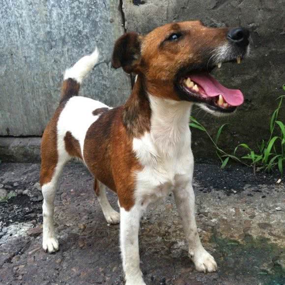 随缘犬舍:南通市如东县