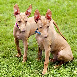 八邑名犬舍:临沂市