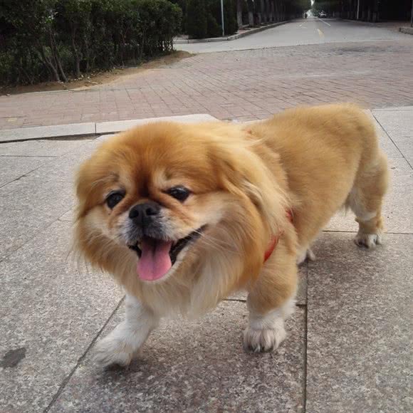 华康宠物医院:郑州市二七区长江中路沿线附近