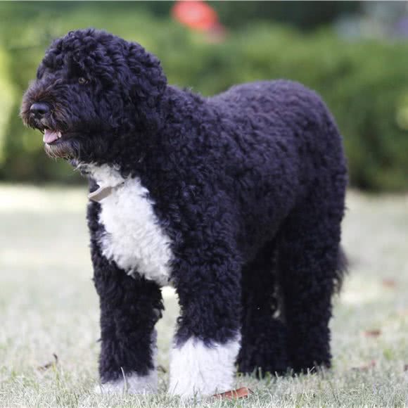 兰盾护犬中心:南京市雨花台区将军山附近