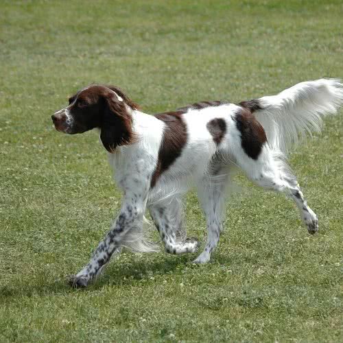 小秦犬业:天津城区
