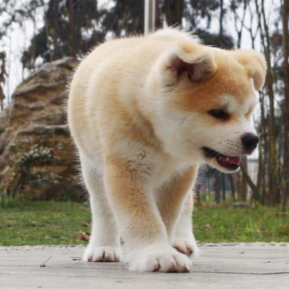 四海工作犬社:成都市新都区