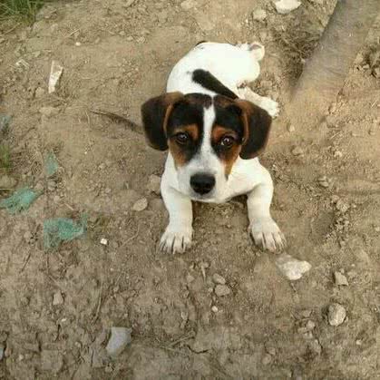 CKU喜来登犬舍:成都市青白江区青白江区附近