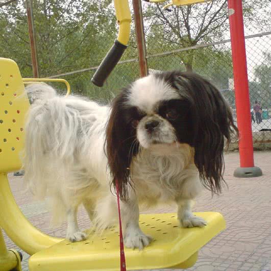 莱芜拉布拉多星月浩森犬舍:济南市莱芜区莱芜区附近