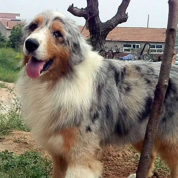 老男孩犬舍:石家庄市赵县
