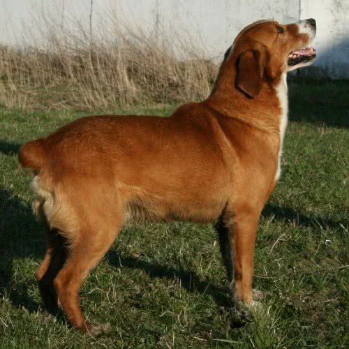 金色朝阳犬舍:成都市锦江区川师大菊园一条路附近