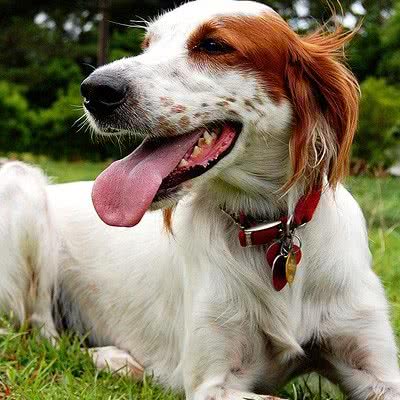 美康犬粮大全:济南市市中区济南大学西校区附近