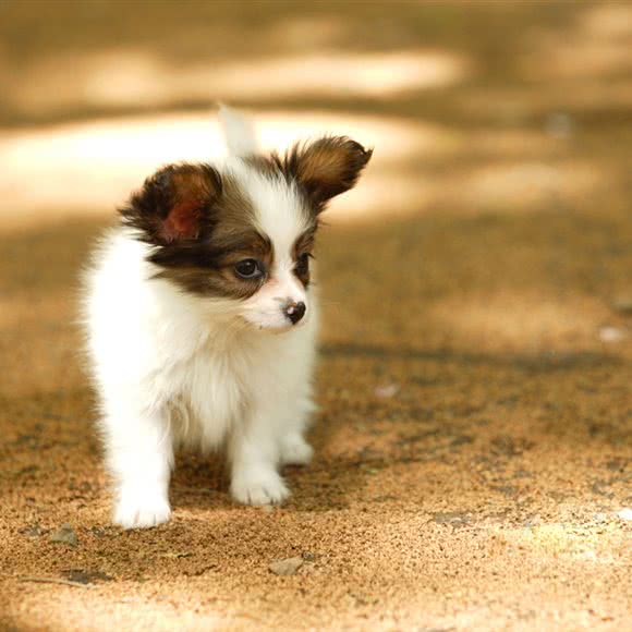 金旺犬业:石家庄市辛集市