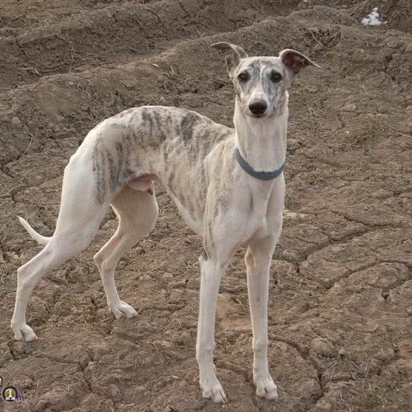 小比利文工作犬舍:成都市龙泉驿区西河镇附近