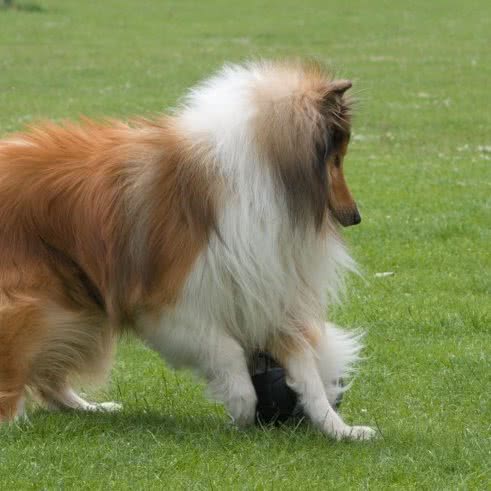 小犬依人:济南市天桥区北园大街附近