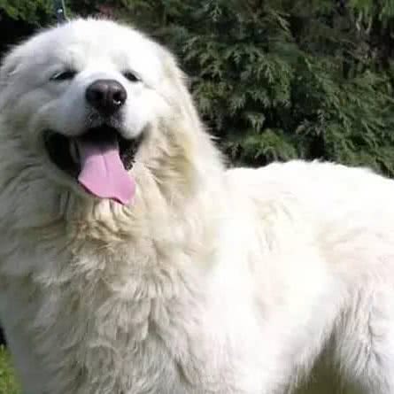 希奥博犬舍:石家庄市藁城区