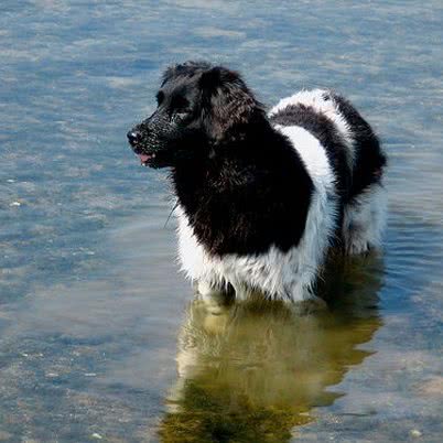 福州兄弟犬舍:福州市仓山区金山工业区福湾片附近