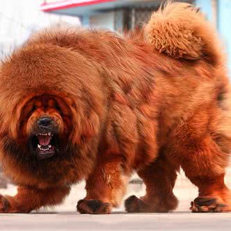 升阳犬舍:武汉市江夏区
