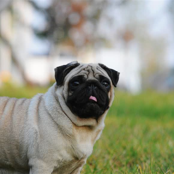 暴雪精品犬舍:金华市婺城区三路口附近
