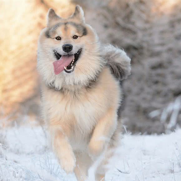 犬民时代宠物生活体验馆:长沙市岳麓区麓谷附近