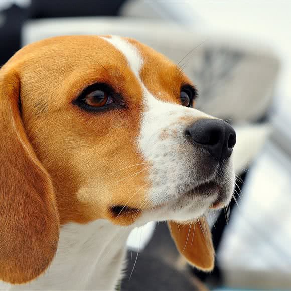 我家小犬:成都市武侯区