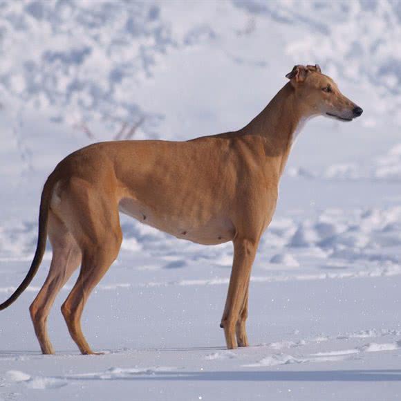 爱鹏犬舍:沈阳市于洪区