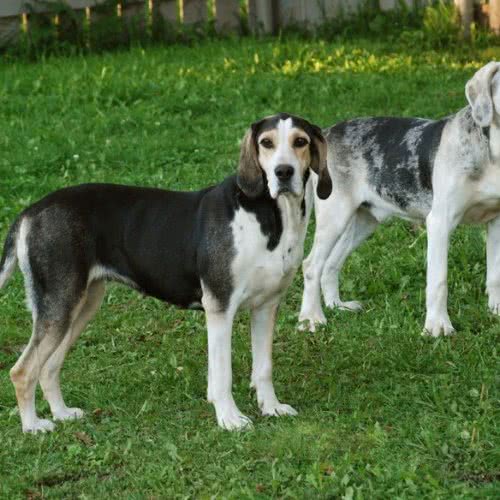 中华西点犬舍·黄金犬舍:成都市龙泉驿区西河镇附近