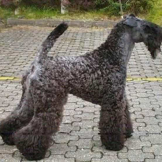 东方犬舍:无锡市惠山区