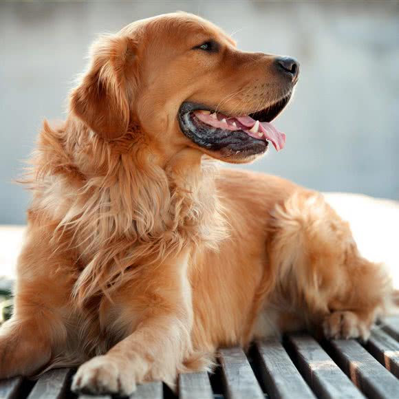 金戈犬业(新金戈宠艺商店):福州市长乐区