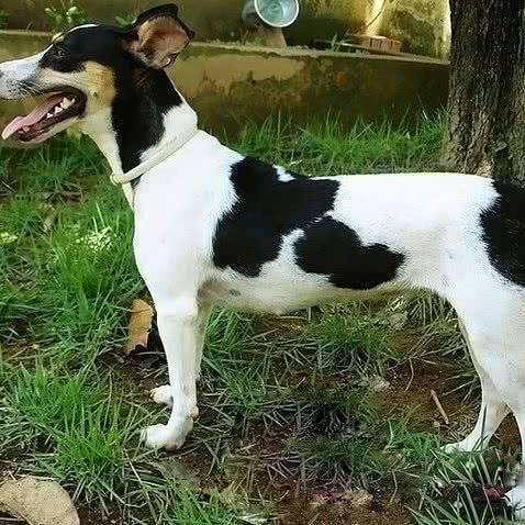 子龙犬舍:成都市龙泉驿区十陵镇附近