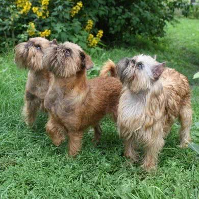 CKU小红帽犬舍:济南市历城区山东建筑大学附近