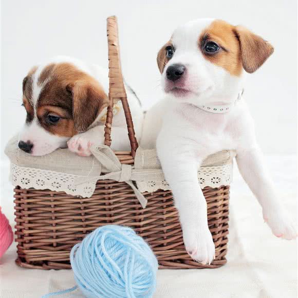百鑫犬舍:邯郸市丛台区滏春美食林附近
