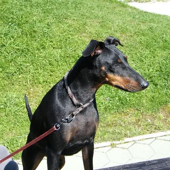长鑫犬舍:长沙市浏阳市